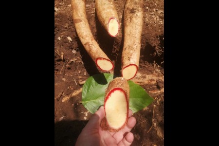 Do you know the difference between Pueraria Mirifica and Pueraria lobata?